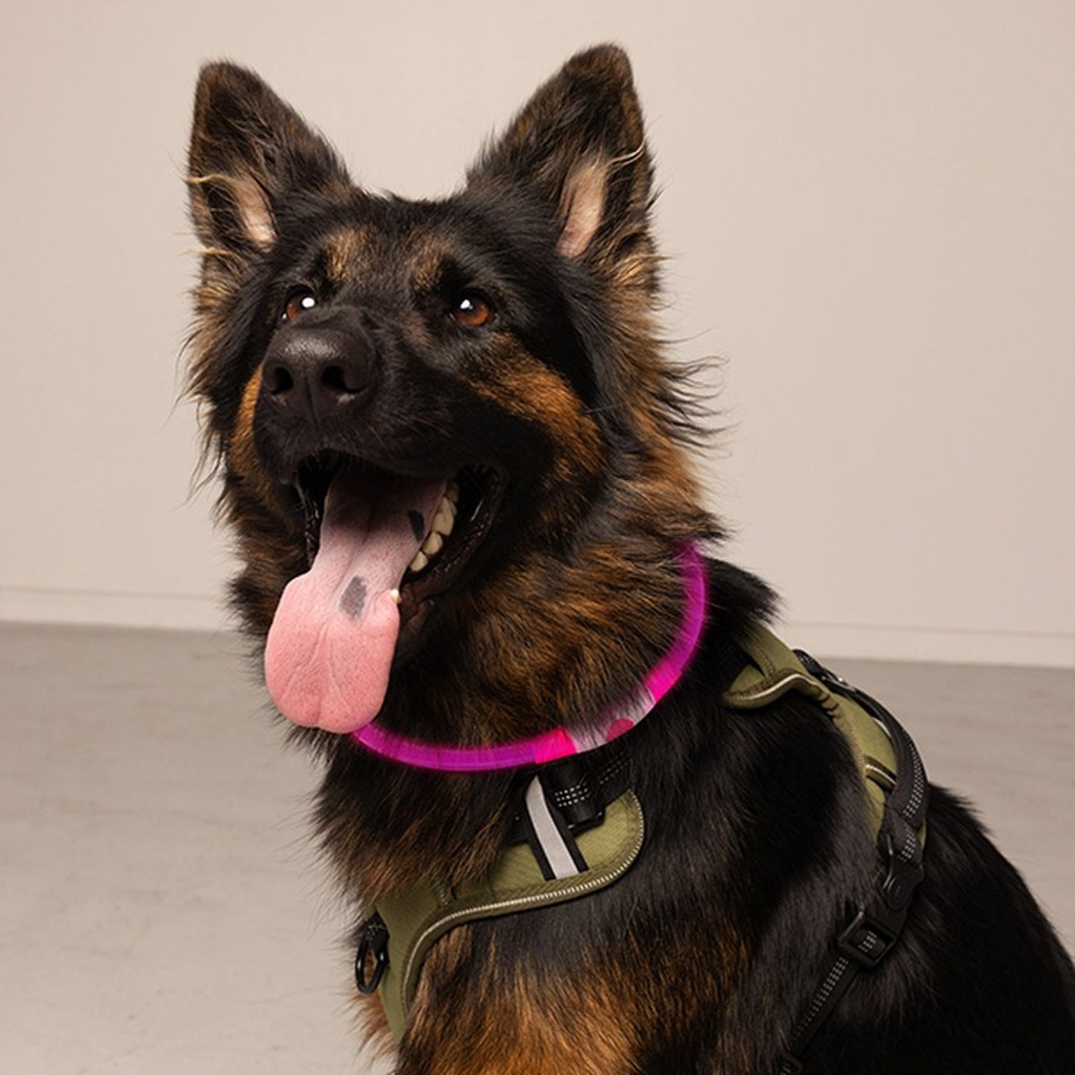 Bee - Safe - Dog Band USB Hundehalsband - pink - BS-17700-401-OS - Sportbrands24